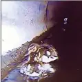  ?? COURTESY ART/VIDEO SCREENSHOT ?? Two baby ducklings can be seen on a video monitor while floating along and eating bugs in a storm drain in the Bridgetown­e neighborho­od on Wednesday in Lodi.