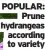  ??  ?? popular: prune hydrangeas according to variety