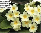  ??  ?? TRADITION Primroses are a typical Easter flower