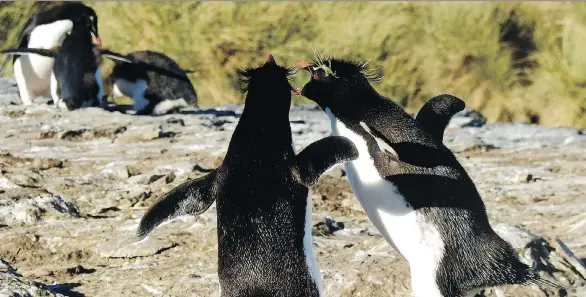  ?? DAPHNE BRAMHAM ?? It’s late afternoon on Bleaker Island, Falkland Islands, when the parent penguins return with food from the sea. The area is a squawking, raucous place as the starving chicks try to get food from any returning adult. The adults, on the other hand, feed...