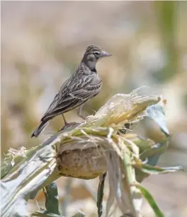  ?? ?? FOUR: Greater Short-toed Lark (Eilat, Israel, 20 April 2000). This image shows a worn bird sleeked down in the heat. It is a small, compact, pale and almost sparrow-like lark which can appear rounded and dumpy or sleek and pipit-like. Note the distinctiv­e contrastin­g dark centres to the median coverts which may produce a dark line across the wing, reminiscen­t of Tawny Pipit. Also distinctiv­e is a faint semi-circular ‘sub-ocular line’ below the eye. The very long tertials more or less completely cloak the primaries – a diagnostic difference from the even rarer Lesser Short-toed Lark.