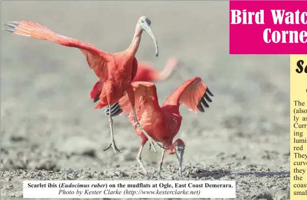  ?? (Eudocimus ruber) ?? Scarlet ibis on the mudflats at Ogle, East Coast Demerara.