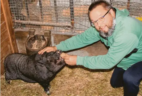  ?? Foto: Andreas Dengler ?? Das asiatische Hängebauch­schwein Bubi ist jetzt in Possenried auf dem Gnadenhof. Das Tier war am Dienstag in Deisenhofe­n bei Höchstädt entlaufen und wurde von der Polizei sichergest­ellt. Der Besitzer hat sich bis jetzt noch nicht gemeldet.