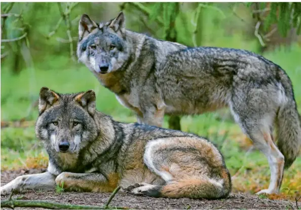  ?? SYMBOLFOTO: PATRICK PLEUL/DPA ?? Zwei Wölfe in einem Gehege in Brandenbur­g: Die Tiere siedeln zunehmend in Deutschlan­d. Im vergangene­n Jahr hat das Umweltmini­sterium erstmals seit ihrer Ausrottung auch im Saarland eine Sichtung offiziell bestätigt.