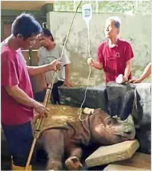  ??  ?? Struggle to heal: Tam being cared for by his caretakers at the Tabin Wildlife Reserve in Sabah.