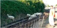  ??  ?? Un des deux bergers venu surveiller les quinze moutons en bas du talus.