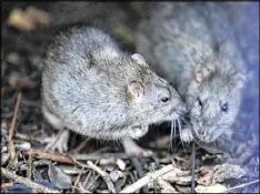  ?? FRANCOIS MORI / AP ?? Two rats gather in a shrub at the Saint Jacques Tower park, in the center of Paris. Paris is on a new rampage against rats, trying to shrink the growing rodent population.