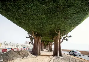  ?? — Photo by Neeraj Murali ?? All the 4,000sqm space under the Zabeel Saray flyover in Palm Jumeirah is covered with artificial fucis plastic leaves and tree barks, as part of the Brand Dubai initiative.