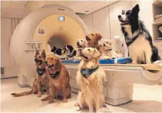  ?? FOTO: ENIKO KUBINYI/EÖTVÖS LORÁND UNIVERSITY/DPA ?? An der Eötvös Loránd University werden in einem Magnetreso­nanztomogr­afen die Gehirnakti­vitäten von trainierte­n Hunden beim Loben gemessen. Die linke Gehirnhälf­te ist für die Bedeutung der Worte zuständig, die rechte für die Intonation.
