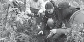  ??  ?? APRENDIZAJ­E. Las plantas de yagual deben ser plantadas en un agujero de mínimo 40 cm.