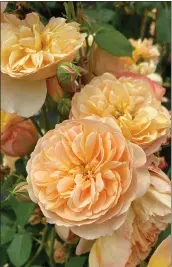  ?? NORMAN WINTER ?? Flavorette Honey-Apricot is a new shrub rose making its debut in 2024. The heirloom look and Peach Fuzz color make this rose a winner. But when you consider it is both fragrant and edible it also becomes a must-have plant.