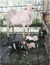  ??  ?? The Saanen breeder that gave birth to six kids on December 31, 2018, tying the Guiness World Record of a goat giving birth to sextuplets.