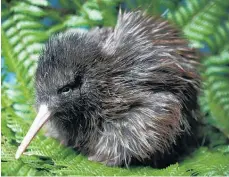  ??  ?? Kiwi are at grave risk from introduced predators.