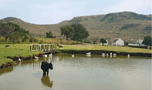  ??  ?? FARM LIFE. Near the original Diepkloof homestead (in the background) there’s a dam where the children can play. Have a picnic here after you‘ve completed one of the day hikes in the reserve.