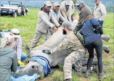  ?? Picture: ANNELISA SWANA ?? TRICKY TASK: A rhino horn infusion is conducted by The Rhino Rescue Project at the Buffalo Kloof Private Game Reserve yesterday. Once the animal is darted, the staff has only 30 minutes to do the infusion