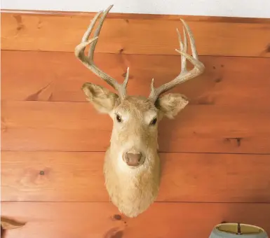  ?? COURTESY ?? Paul Keane had a 9-point stuffed deer-head stored away in his basement 30 years ago and forgot all about it — until now.