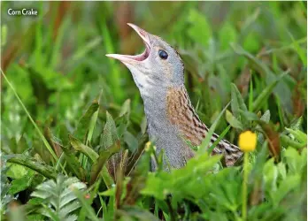  ??  ?? Corn Crake