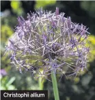  ??  ?? Christophi­i allium