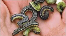  ?? CONTRIBUTE­D ?? What are fall armyworms?
