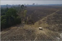  ?? ANDRE PENNER — THE ASSOCIATED PRESS, FILE ?? Cattle graze on land recently burned and deforested by cattle farmers near Novo Progresso, Para state, Brazil, on Aug. 23, 2020. The Amazon region has lost 10% of its native vegetation, mostly tropical rainforest, in almost four decades, an area roughly the size of Texas, a new report says.