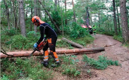  ?? FOTO: KJETIL REITE ?? Den nye turstien gjennom Jegersberg vil bli 1,2 km lang og to meter bred. Den vil være ferdig før jul. Bjørn Harald Sandvik (i framgrunne­n) fra parkvesene­t har mye skog han må hogge. I bakgrunnen er Robert Åteigen fra R.Å Fjellspren­ging i gang med å...