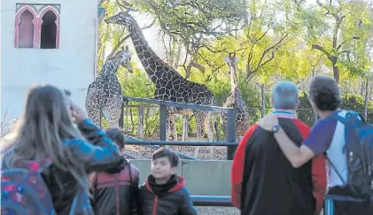  ?? GUILLERMO RODRIGUEZ ADAMI ?? Observadas. Las jirafas reciben a sus últimos visitantes, pero parecen ignorarlos.