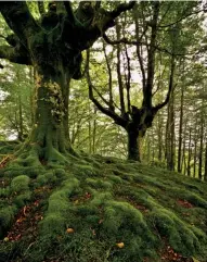  ??  ?? HAYEDO GORBEIA. El Hayedo de Otzarreta es un bosque mágico, en pleno Parque Natural de Gorbeia.