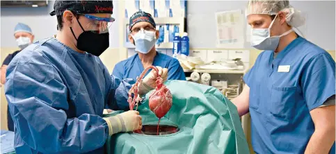  ?? Photos: Handout ?? Surgeons transplant a heart from a geneticall­y modified pig to a human in what is being hailed as a watershed event in efforts to address a shortage of donated organs.