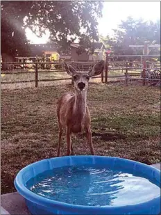  ?? COURTESY OF PAMELA SAUCEDO ?? ABOVE: Pamela Saucedo sent in this photo of a deer drinking from her pool at her Stallion Springs home on July 2.