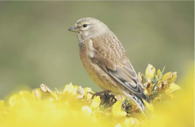  ??  ?? 0 A linnet in a blaze of gorse taken at St Abbs Head by David Hunter of Cairncross Cottages, Eyemouth