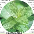  ??  ?? UNMISSABLE Mint