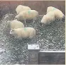  ??  ?? Ella Aldred found six sheep on her garage roof