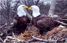  ?? Earth Conservati­on Corps via AP ?? ■ This March 4 image from video shows bald eagles Liberty and Justice on their nest in Washington.