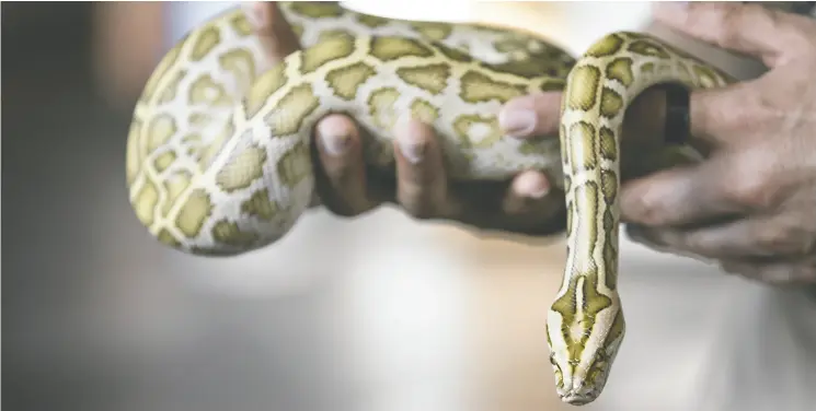  ?? GETTY IMAGES ?? A recent study suggests that python farming could offer a solution to rising food insecurity around the globe, exacerbate­d by climate change.