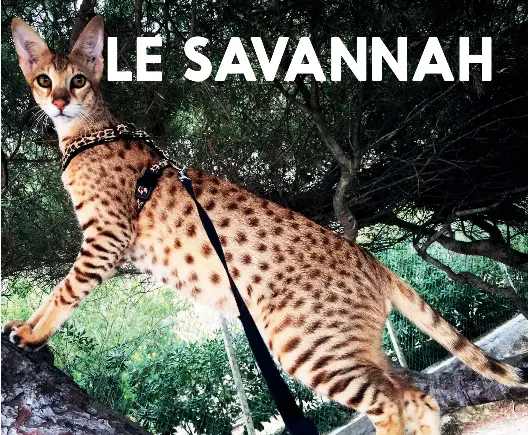 Le Savannah Pressreader