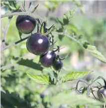  ??  ?? There’s nothing better than sitting down with a meal and a bottle of wine with friends and it all came from your own garden, Conrad Melanson says.