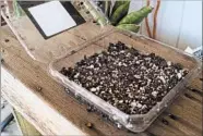  ??  ?? Air holes in this clear plastic blueberry box make it ideal to repurpose as a seed-starting environmen­t.