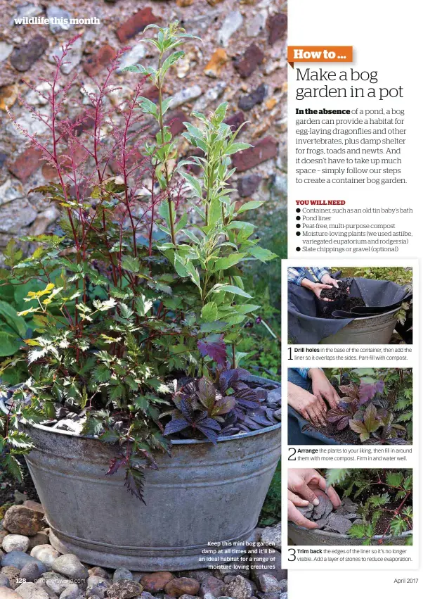 How To Make A Bog Garden In Container Fasci Garden