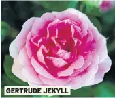  ??  ?? GERTRUDE JEKYLL