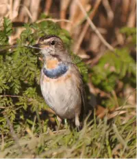  ??  ?? BLUETHROAT Both Matt and Mike made pilgrimage­s to see this beauty at Willow Tree Fen LWT, in South Lincolnshi­re, early in the year
