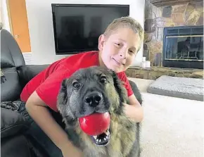  ?? LAUREN RITCHIE/STAFF ?? Chris Korzeniows­ki, 10, says that retired bomb-sniffer Basha, a long-haired German shepherd, is his best friend. The Umatilla Elementary fifth-grader’s family adopted the retired but sickly military dog.