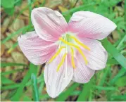  ?? Martin Sundholm ?? Rain lilies bloom spring through summer.