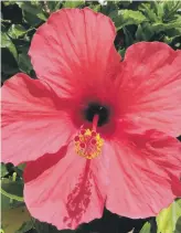  ??  ?? HOT STUFF: Hibiscus, the China rose, revels in the sun and should put on a sumptuous show.