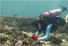  ?? Courtesy NYU Abu Dhabi ?? A researcher examines coral in the hope of getting an insight into how corals cope with climate change