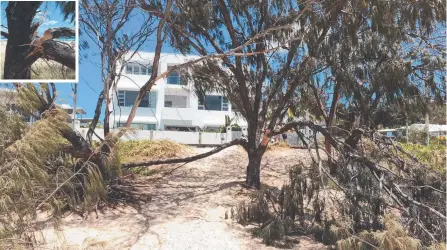  ?? Picture: MATT CARDONE ?? The beloved beachfront tree at Tugun has been devastated by vandals.