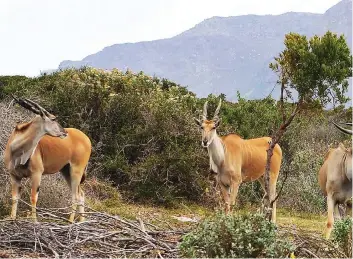  ?? Picture: BRUCE SUTHERLAND ?? BACK HOME: A group of five eland, named Mike, Gibbs, Uniqua, Berni and Little P, are making strides that are leading to ground-breaking research in the management of veld.