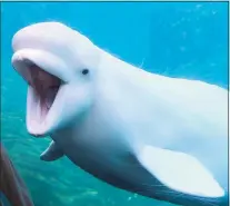  ?? Gregory Payan / Associated Press ?? A beluga whale at the Mystic Seaport Aquarium in 2015.