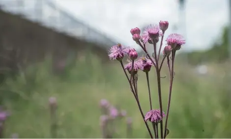  ?? Picture: Jacques Nelles ?? STRIKING. Pompom weeds growing along the road next to Air Force Base Waterkloof in Pretoria yesterday.