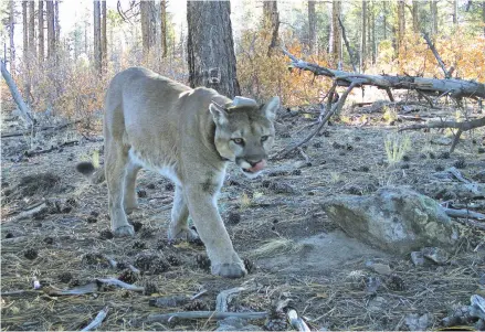  ?? COURTESY NICK FORMAN DANIELLE PROKOP THE NEW MEXICAN ?? RIGHT: A cougar is photograph­ed by a New Mexico Department of Game and Fish trail camera in 2017 in Northern New Mexico. BELOW: Nick Forman, carnivore and small mammal program manager at Game and Fish, and his dog Odin stand in Southern New Mexico at a camera site for capturing images of cougars next to a rainwater basin for wildlife.