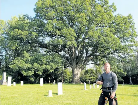  ?? ALLAN BENNER/POSTMEDIA NEWS ?? Arborist Trevor Pachkowski is putting together a team of arborists from across the province to ensure an ancient white oak tree at Lyon's Creek Cemetery remains healthy for centuries to come.